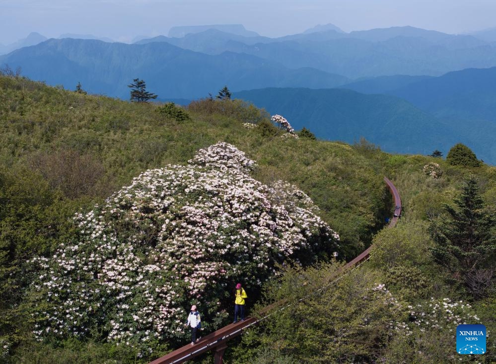 An aerial drone photo taken on May 26, 2024 shows azalea blossoms on the summit of Mount Emei in southwest China's Sichuan Province. April, May and June see the most beautiful azalea blossoms every year at Mount Emei, dubbed the Kingdom of Azalea, home to about 30 species of this plant family.(Photo: Xinhua)