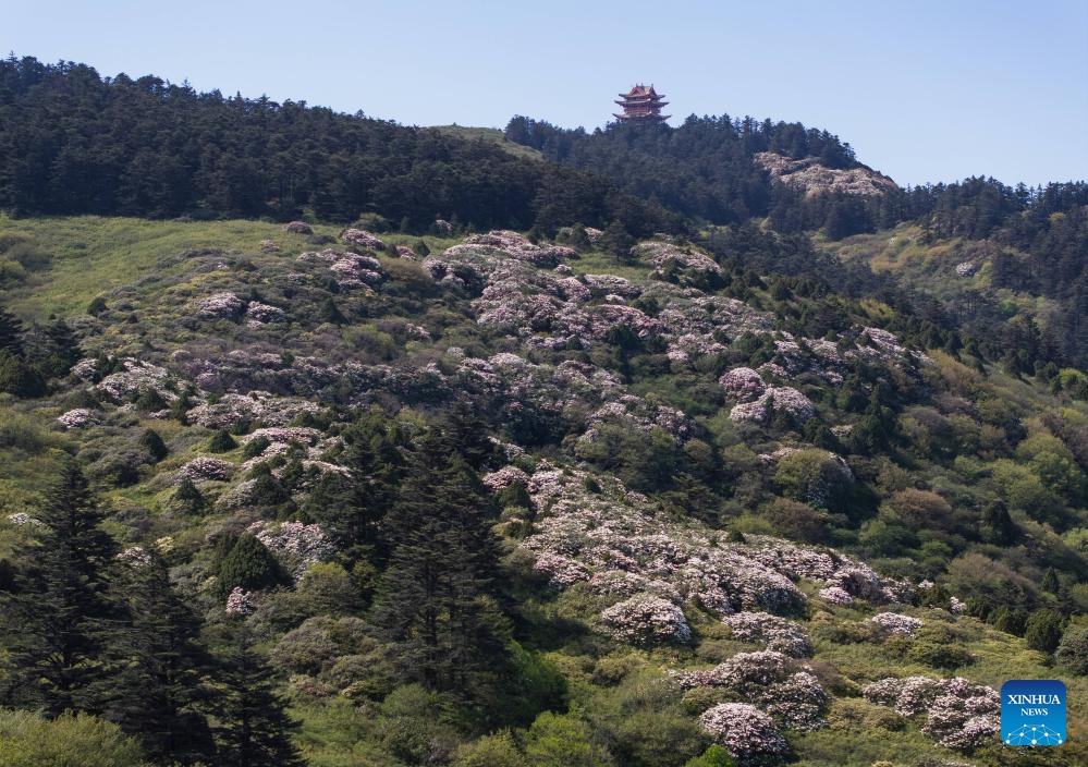 An aerial drone photo taken on May 26, 2024 shows azalea blossoms on the summit of Mount Emei in southwest China's Sichuan Province. April, May and June see the most beautiful azalea blossoms every year at Mount Emei, dubbed the Kingdom of Azalea, home to about 30 species of this plant family.(Photo: Xinhua)