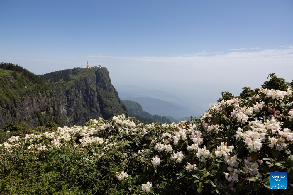 This photo taken on May 26, 2024 shows azalea blossoms on the summit of Mount Emei in southwest China's Sichuan Province. April, May and June see the most beautiful azalea blossoms every year at Mount Emei, dubbed the Kingdom of Azalea, home to about 30 species of this plant family.(Photo: Xinhua)