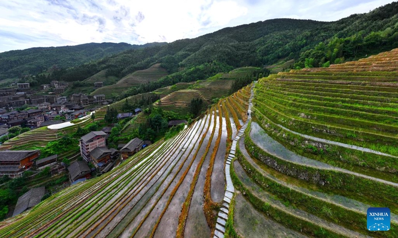 An aerial drone photo taken on May 27, 2024 shows a view of the Longji terraced field in Longsheng County, south China's Guangxi Zhuang Autonomous Region.(Photo: Xinhua)