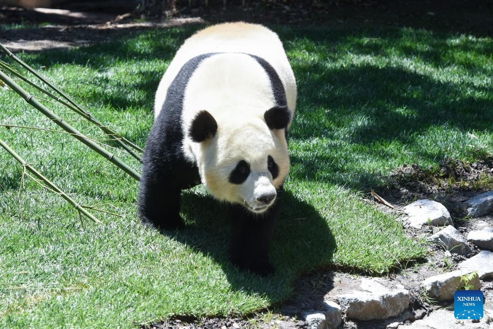 Photo taken on May 30, 2024 shows female panda Zhu Yu at Madrid Zoo in Madrid, Spain. Visitors to Spain's Madrid Zoo Aquarium were introduced Thursday to a giant panda couple from China. The new arrivals were welcomed at an official ceremony attended by authorities and experts from both countries.(Photo: Xinhua)