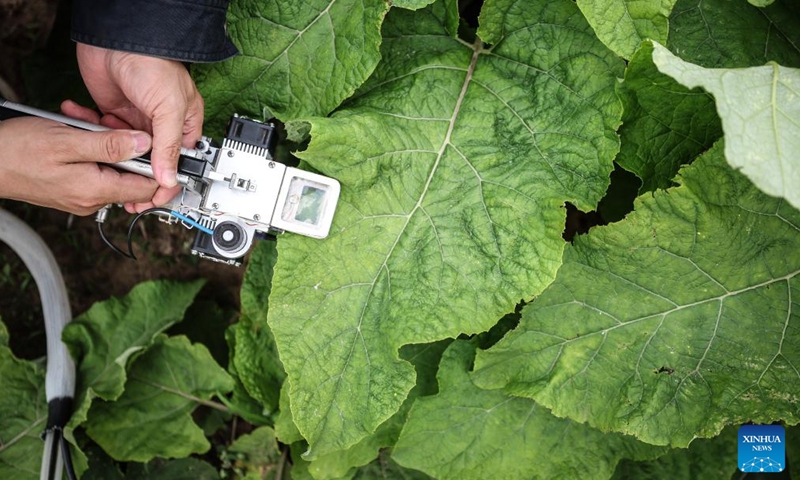 Lyu Linyou checks the growth of plants at the Zhanggutai base of the sand control and utilization research institute of the Liaoning Academy of Agricultural Sciences in Zhangwu County, northeast China's Liaoning Province, May 30, 2024. (Xinhua/Pan Yulong)