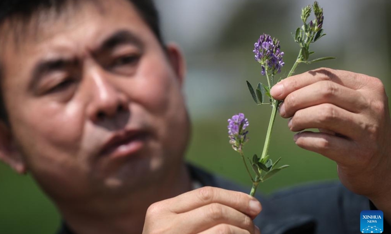 Lyu Linyou checks the growth of alfalfa in Zhangwu County, northeast China's Liaoning Province, May 30, 2024.(Xinhua/Pan Yulong)