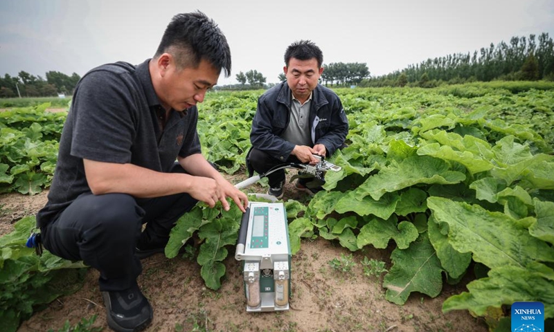 Lyu Linyou (R) checks the growth of plants with a staff member at the Zhanggutai base of the sand control and utilization research institute of the Liaoning Academy of Agricultural Sciences in Zhangwu County, northeast China's Liaoning Province, May 30, 2024. (Xinhua/Pan Yulong)