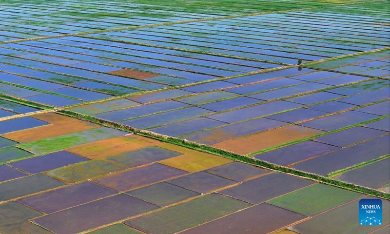 An aerial drone photo taken on May 30, 2024 shows the paddy fields along the Yellow River in Yinchuan, northwest China's Ningxia Hui Autonomous Region. This rice planting season has drawn to an end. Abundant supply of water and sunshine in June injects extra vigor into these newly planted seedlings. (Photo: Xinhua)