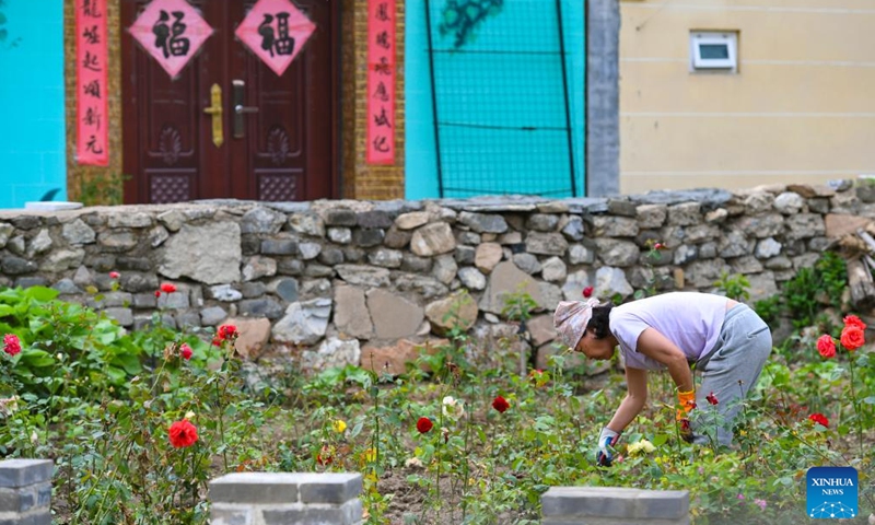 A villager works in a garden in Shixia Village, Yanqing District of Beijing, capital of China, May 31, 2024. Shixia Village in Yanqing District of Beijing was first built in the Ming Dynasty (1368-1644) and was once an important pass in the north of Juyongguan section of the Great Wall. (Photo: Xinhua)