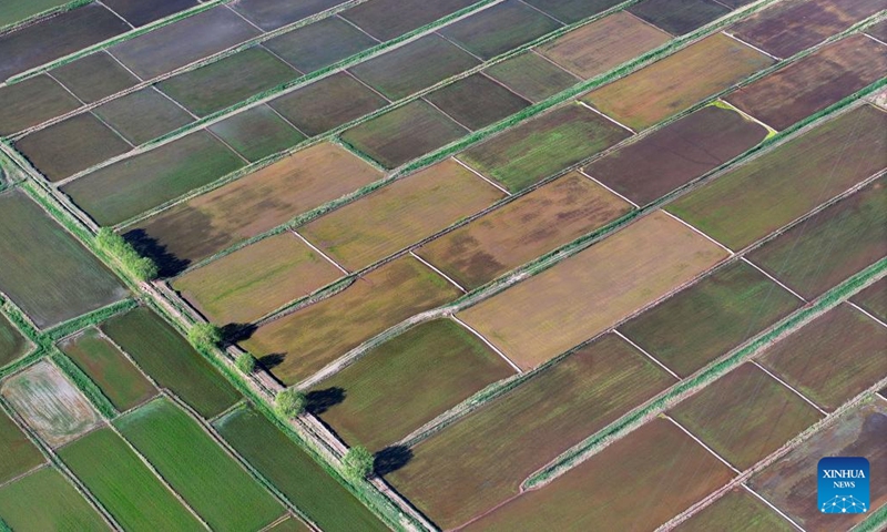 An aerial drone photo taken on May 30, 2024 shows the paddy fields along the Yellow River in Yinchuan, northwest China's Ningxia Hui Autonomous Region. This rice planting season has drawn to an end. Abundant supply of water and sunshine in June injects extra vigor into these newly planted seedlings. (Photo: Xinhua)