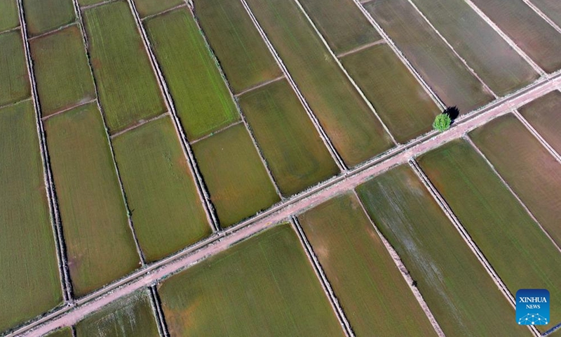 An aerial drone photo taken on May 30, 2024 shows the paddy fields along the Yellow River in Yinchuan, northwest China's Ningxia Hui Autonomous Region. This rice planting season has drawn to an end. Abundant supply of water and sunshine in June injects extra vigor into these newly planted seedlings. (Photo: Xinhua)