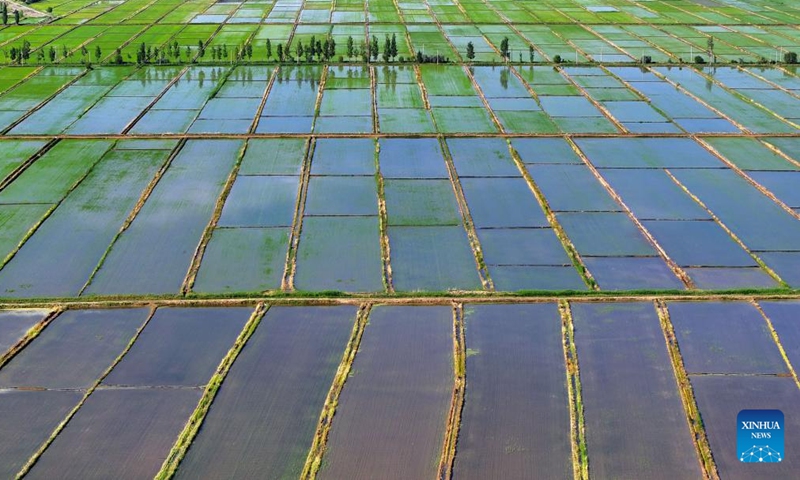 An aerial drone photo taken on May 30, 2024 shows the paddy fields along the Yellow River in Yinchuan, northwest China's Ningxia Hui Autonomous Region. This rice planting season has drawn to an end. Abundant supply of water and sunshine in June injects extra vigor into these newly planted seedlings. (Photo: Xinhua)