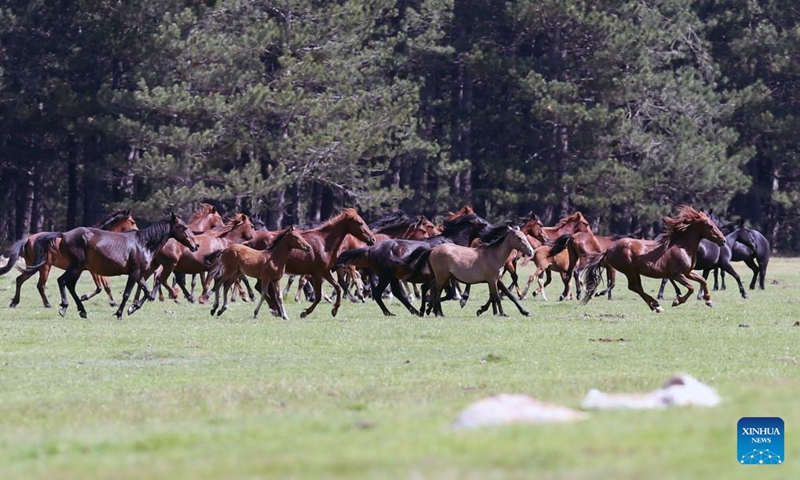 Horses are seen at Akdag National Nature Park in Sandikli district of Afyonkarahisar, Türkiye, June 2, 2024.(Photo: Xinhua)