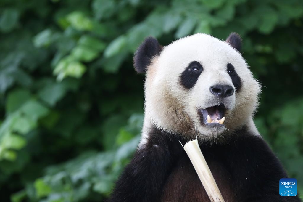 Giant panda Tian Bao enjoys a birthday meal at the Pairi Daiza Zoo in Brugelette, Belgium, June 2, 2024. The Belgian Pairi Daiza Zoo celebrated the 8th birthday of giant panda Tian Bao on Sunday.(Photo: Xinhua)