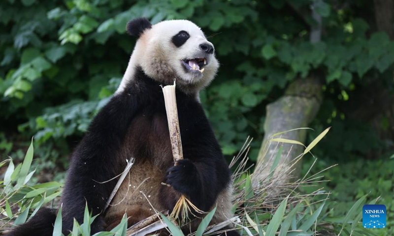 Giant panda Tian Bao is pictured at the Pairi Daiza Zoo in Brugelette, Belgium, June 2, 2024. The Belgian Pairi Daiza Zoo celebrated the 8th birthday of giant panda Tian Bao on Sunday.(Photo: Xinhua)
