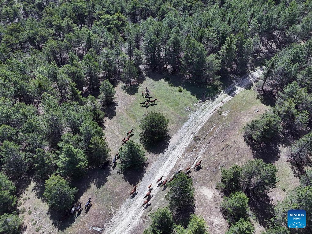 An aerial drone photo taken on June 2, 2024 shows horses at Akdag National Nature Park in Sandikli district of Afyonkarahisar, Türkiye.(Photo: Xinhua)