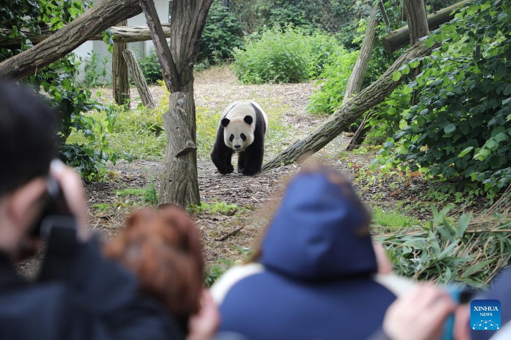 Giant panda Tian Bao is pictured at the Pairi Daiza Zoo in Brugelette, Belgium, June 2, 2024. The Belgian Pairi Daiza Zoo celebrated the 8th birthday of giant panda Tian Bao on Sunday.(Photo: Xinhua)