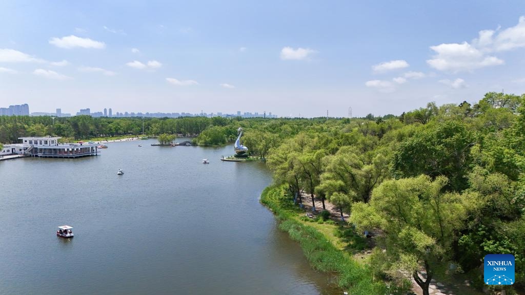 An aerial drone photo taken on June 4, 2024 shows a view of Heilongjiang Taiyangdao National Wetland Park in Harbin, northeast China's Heilongjiang Province.(Photo: Xinhua)