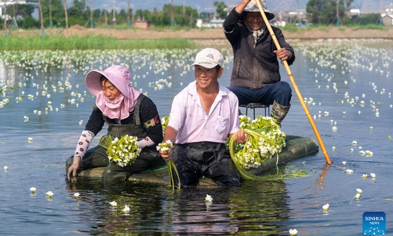 Villagers harvest ottelia acuminata flowers at an ottelia acuminata planting base in Eryuan County of Dali Bai Autonomous Prefecture, southwest China's Yunnan Province on June 5, 2024. Ottelia acuminata only lives in fresh water of high quality, and is viewed as an indicator species of the natural environment. Its flowers are taken as an important food ingredient for people of the Bai ethnic group in southwest China.(Photo: Xinhua)
