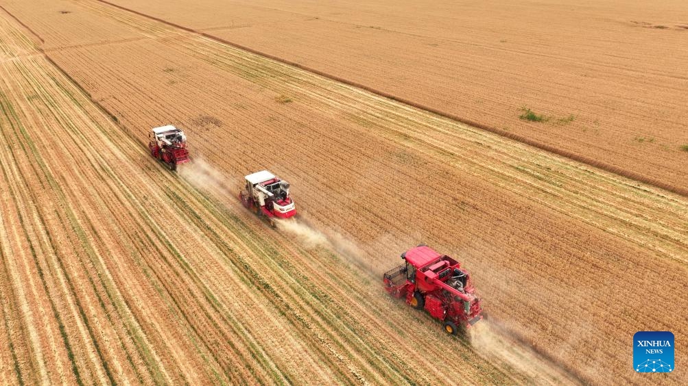 An aerial drone photo taken on June 4, 2024 shows reapers harvesting wheat in a field in Macun Town of Jiaxiang County, Jining City, east China's Shandong Province.(Photo: Xinhua)