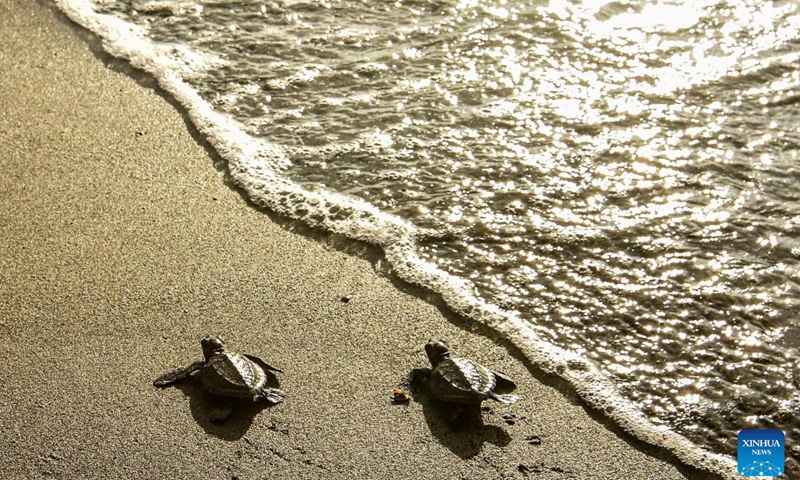 Baby hawksbill sea turtles are released to the sea on the occasion of World Environment Day in Donggala regency, Central Sulawesi, Indonesia, June 5, 2024(Photo: Xinhua)