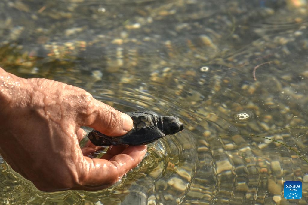 A person releases a baby hawksbill sea turtle on the occasion of World Environment Day in Donggala regency, Central Sulawesi, Indonesia, June 5, 2024.(Photo: Xinhua)