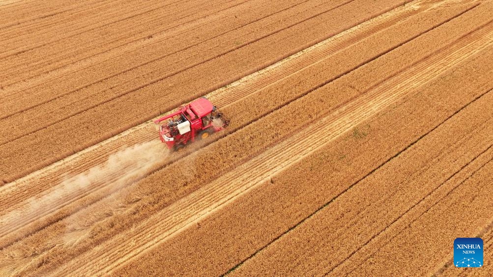 An aerial drone photo taken on June 5, 2024 shows a reaper harvesting wheat in a field in Yuncheng County of Heze City, east China's Shandong Province.(Photo: Xinhua)