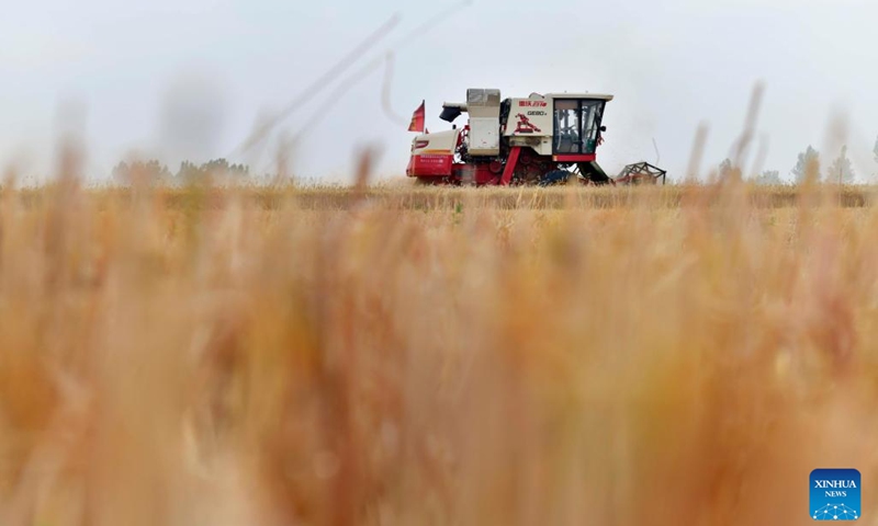 A reaper harvests wheat in a field in Macun Town of Jiaxiang County, Jining City, east China's Shandong Province, June 4, 2024.(Photo: Xinhua)