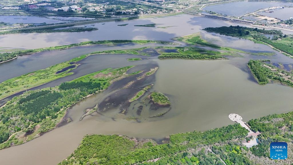 An aerial drone photo taken on June 4, 2024 shows a view of Heilongjiang Taiyangdao National Wetland Park in Harbin, northeast China's Heilongjiang Province.(Photo: Xinhua)