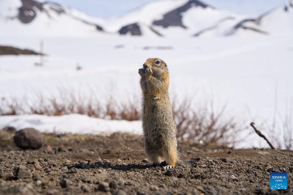 A marmot is pictured at the foot of Avachinsky volcano in Kamchatka, Russia, June 4, 2024.(Photo: Xinhua)