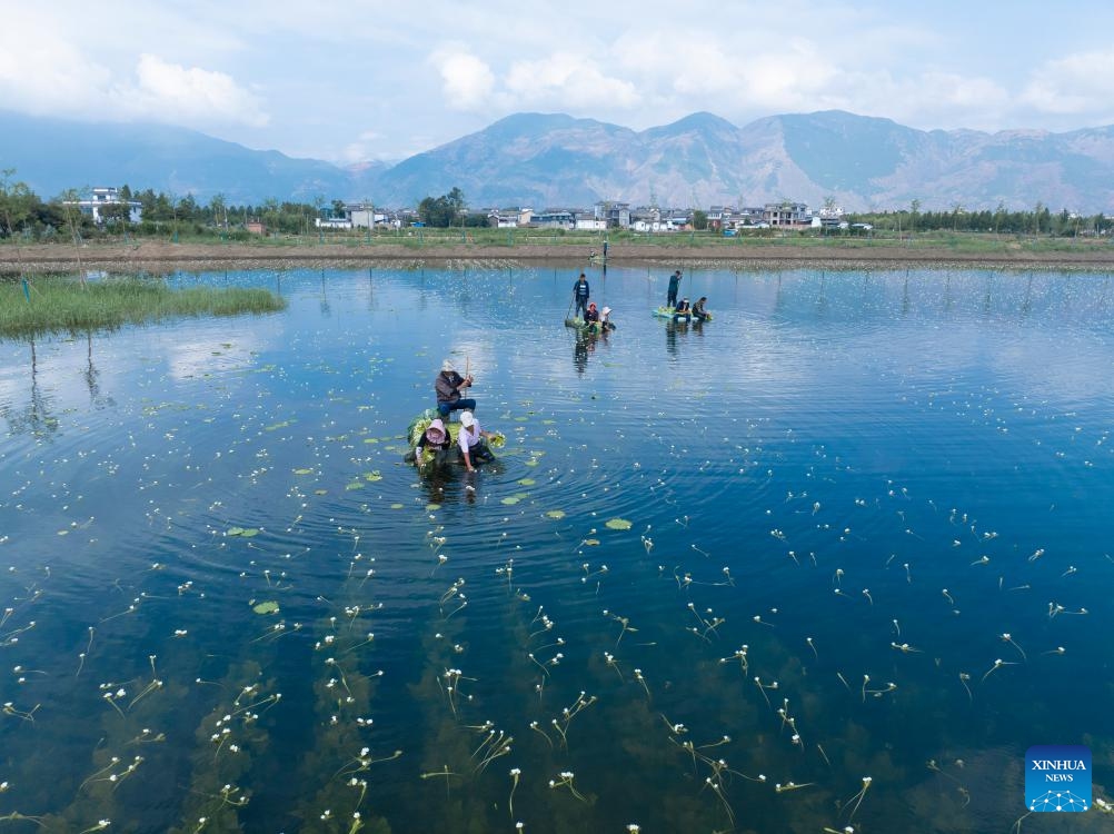 A drone photo taken on June 5, 2024 shows villagers harvesting ottelia acuminata flowers at an ottelia acuminata planting base in Eryuan County of Dali Bai Autonomous Prefecture, southwest China's Yunnan Province. Ottelia acuminata only lives in fresh water of high quality, and is viewed as an indicator species of the natural environment. Its flowers are taken as an important food ingredient for people of the Bai ethnic group in southwest China.(Photo: Xinhua)