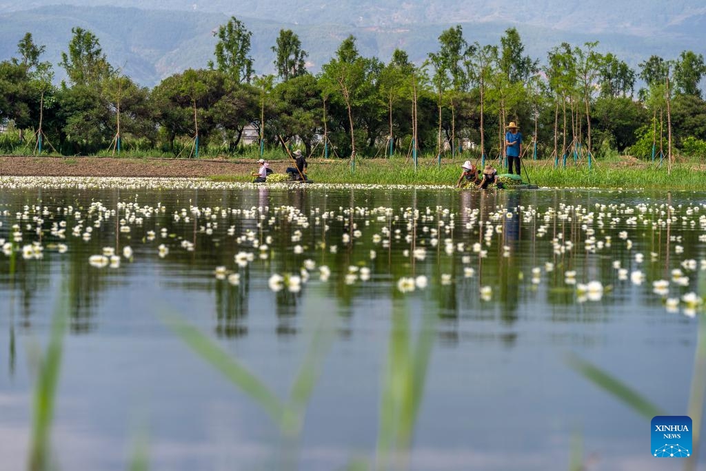 Villagers harvest ottelia acuminata flowers at an ottelia acuminata planting base in Eryuan County of Dali Bai Autonomous Prefecture, southwest China's Yunnan Province on June 5, 2024. Ottelia acuminata only lives in fresh water of high quality, and is viewed as an indicator species of the natural environment. Its flowers are taken as an important food ingredient for people of the Bai ethnic group in southwest China.(Photo: Xinhua)