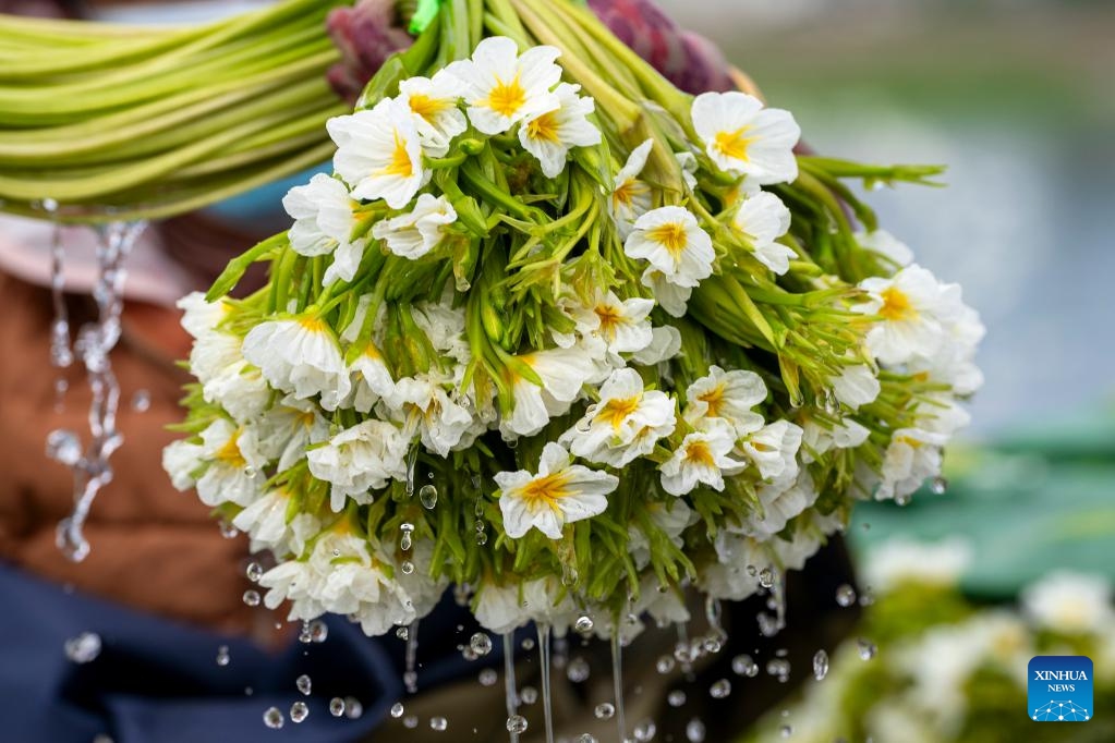 Newly harvested ottelia acuminata flowers are pictured at an ottelia acuminata planting base in Eryuan County of Dali Bai Autonomous Prefecture, southwest China's Yunnan Province on June 5, 2024. Ottelia acuminata only lives in fresh water of high quality, and is viewed as an indicator species of the natural environment. Its flowers are taken as an important food ingredient for people of the Bai ethnic group in southwest China.(Photo: Xinhua)
