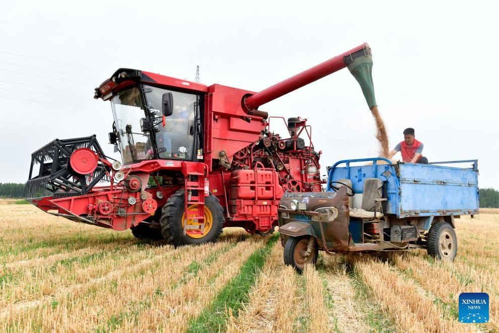 Harvested wheat is loaded onto a truck in Macun Town of Jiaxiang County, Jining City, east China's Shandong Province, June 4, 2024.(Photo: Xinhua)