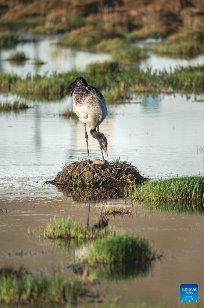 A black-necked crane watches over the eggs at a wetland in Xainza County of Nagqu City, southwest China's Xizang Autonomous Region, June 7, 2024. (Photo: Xinhua)