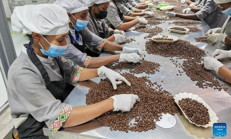 This photo taken by a mobile phone shows workers sorting roasted coffee beans at a coffee roastery in Addis Ababa, capital of Ethiopia, on June 8, 2024. (Photo: Xinhua)
