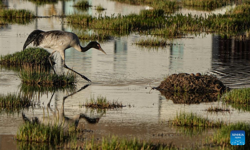 A black-necked crane watches over the eggs at a wetland in Xainza County of Nagqu City, southwest China's Xizang Autonomous Region, June 7, 2024. (Photo: Xinhua)
