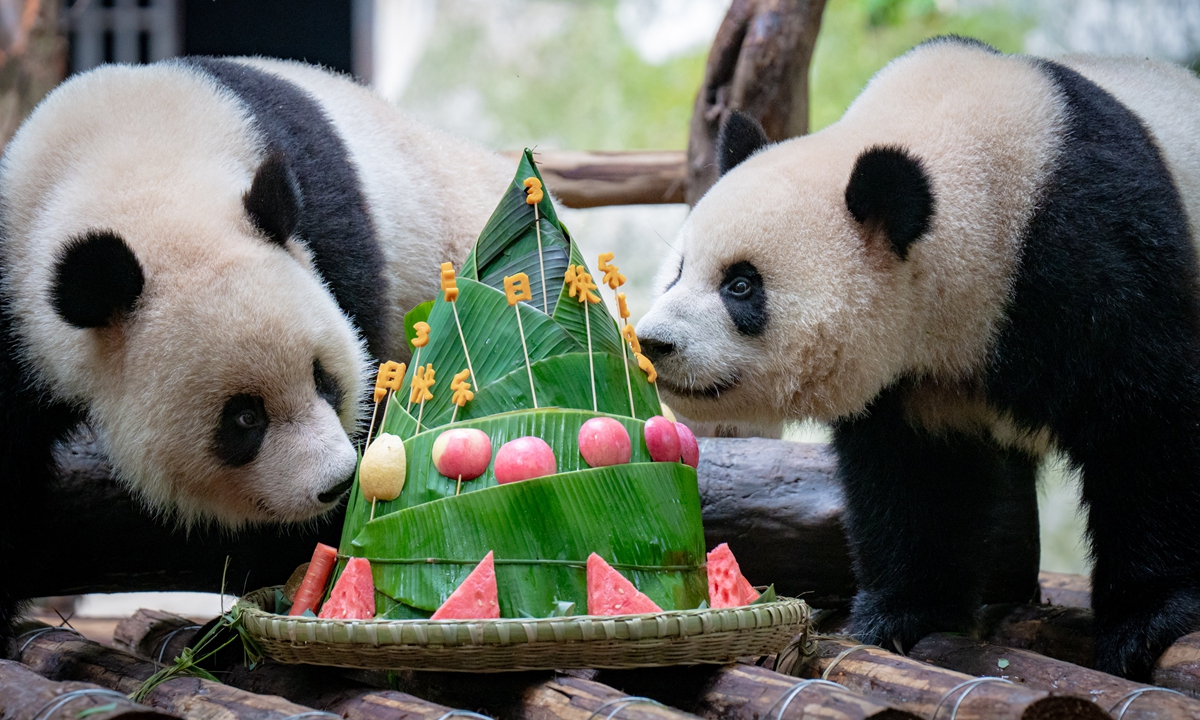 Giant pandas Xing Xing and Chen Chen celebrate their three-year-old birthday at the Chongqing Zoo on June 10, 2024 in Northwest China's Chongqing Municipality. The other 20 giant pandas in the zoo shared a cake resembling a rice dumpling together, as Monday also marks China's Dragon Boat Festival, during which rice dumpling wrapped in bamboo leaves is a traditional food. Photo: IC