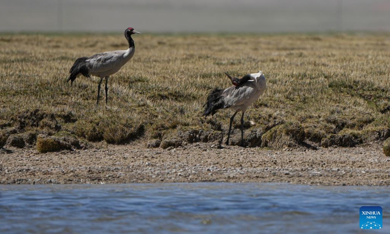 Black-necked cranes are seen at a wetland in Xainza County of Nagqu City, southwest China's Xizang Autonomous Region, June 8, 2024. (Photo: Xinhua)