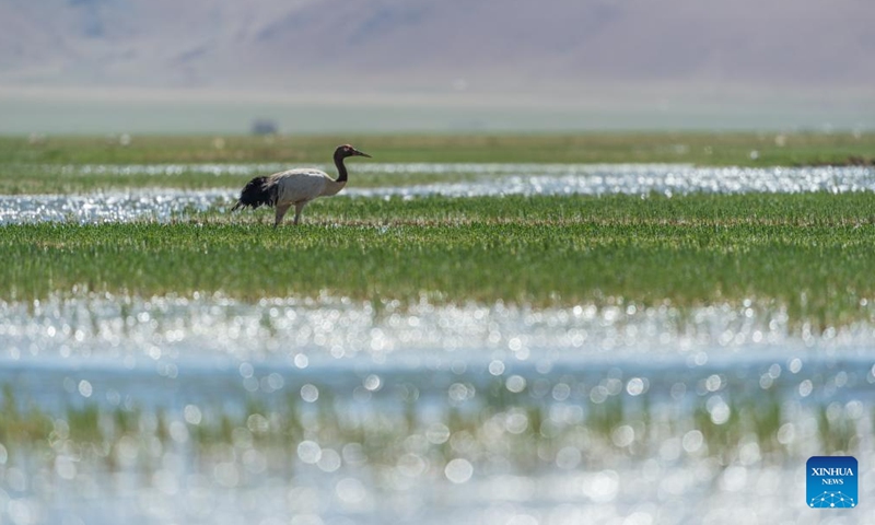 A black-necked crane is seen at a wetland in Xainza County of Nagqu City, southwest China's Xizang Autonomous Region, June 8, 2024. (Photo: Xinhua)