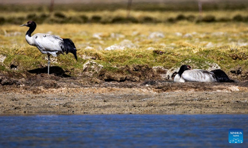 Black-necked cranes are seen at a wetland in Xainza County of Nagqu City, southwest China's Xizang Autonomous Region, June 7, 2024. (Photo: Xinhua)