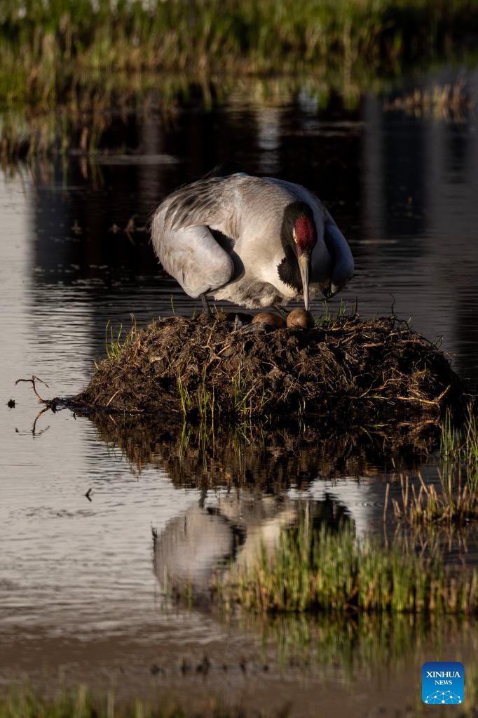A black-necked crane hatches eggs at a wetland in Xainza County of Nagqu City, southwest China's Xizang Autonomous Region, June 7, 2024. (Photo: Xinhua)