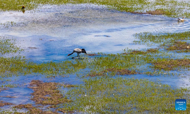 A drone photo taken on June 8, 2024 shows a black-necked crane searching for food at a wetland in Xainza County of Nagqu City, southwest China's Xizang Autonomous Region. (Photo: Xinhua)