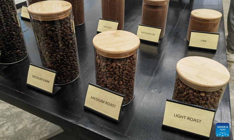 This photo taken by a mobile phone shows coffee beans of various roasting levels at a coffee roastery in Addis Ababa, capital of Ethiopia, on June 8, 2024.  (Photo: Xinhua)