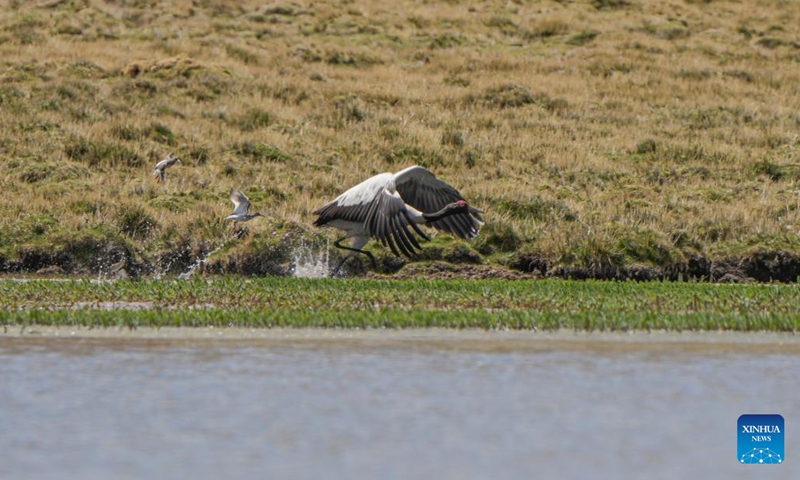A black-necked crane searches for food at a wetland in Xainza County of Nagqu City, southwest China's Xizang Autonomous Region, June 7, 2024. (Photo: Xinhua)