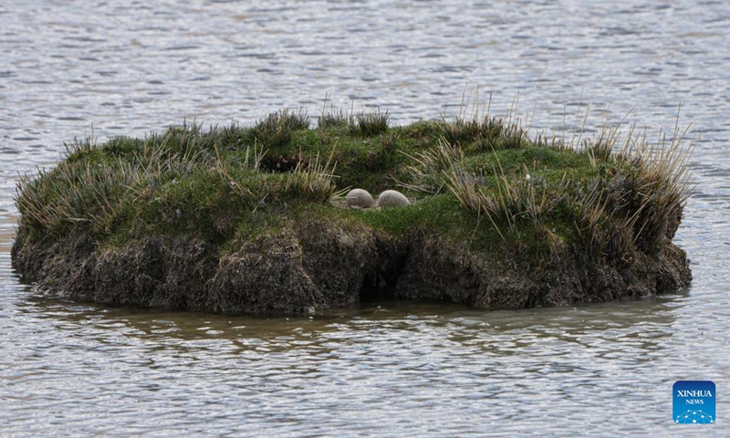 Eggs of black-necked crane are seen at a wetland in Xainza County of Nagqu City, southwest China's Xizang Autonomous Region, June 7, 2024. (Photo: Xinhua)
