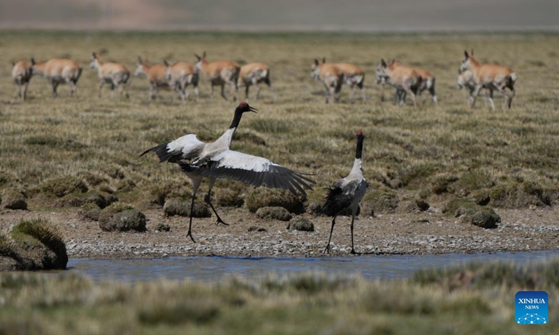 Black-necked cranes search for food with Tibetan antelopes at a wetland in Xainza County of Nagqu City, southwest China's Xizang Autonomous Region, June 8, 2024. (Photo: Xinhua)