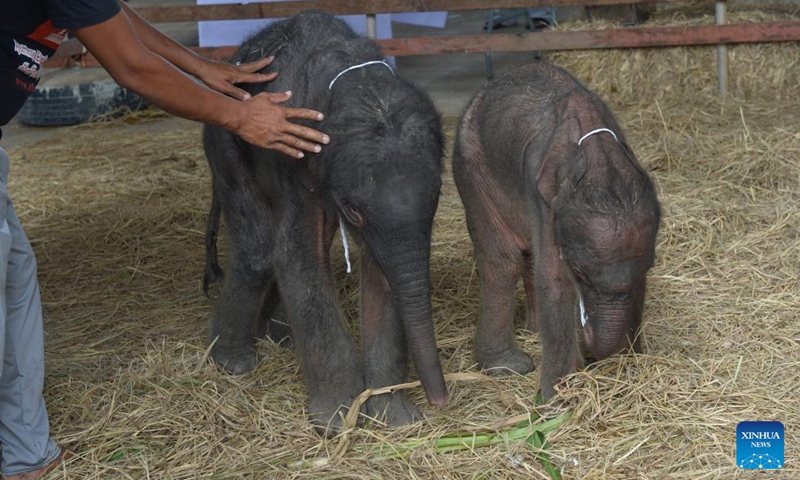 Elephant babies are pictured at Phaniad Luang Elephant Village in Ayutthaya Province, Thailand, June 10, 2024. Pangjamjuri, a 36-year-old female elephant gave birth to twin elephants, one male and one female, here on the evening of June 7. (Photo: Xinhua)