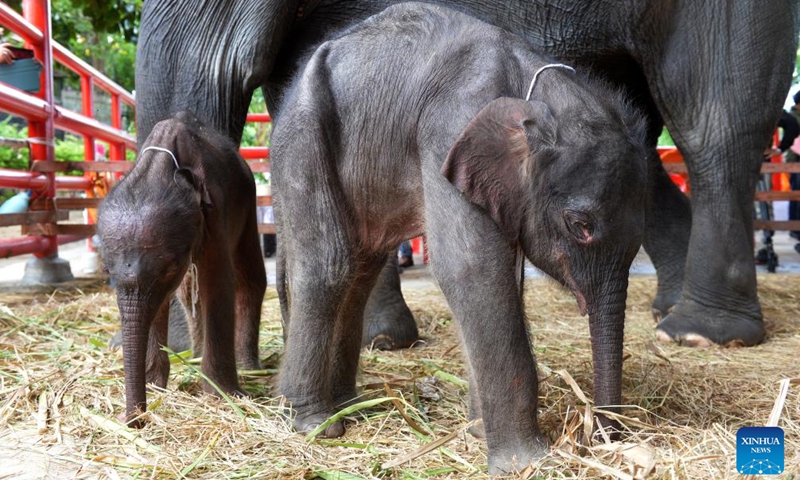 Elephant babies are pictured at Phaniad Luang Elephant Village in Ayutthaya Province, Thailand, June 10, 2024. Pangjamjuri, a 36-year-old female elephant gave birth to twin elephants, one male and one female, here on the evening of June 7. (Photo: Xinhua)