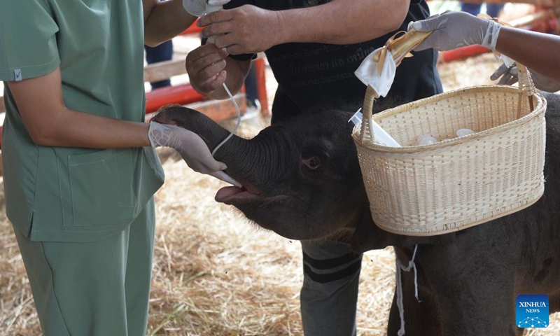 Staff members feed milk to an elephant baby at Phaniad Luang Elephant Village in Ayutthaya Province, Thailand, June 10, 2024. Pangjamjuri, a 36-year-old female elephant gave birth to twin elephants, one male and one female, here on the evening of June 7. (Photo: Xinhua)