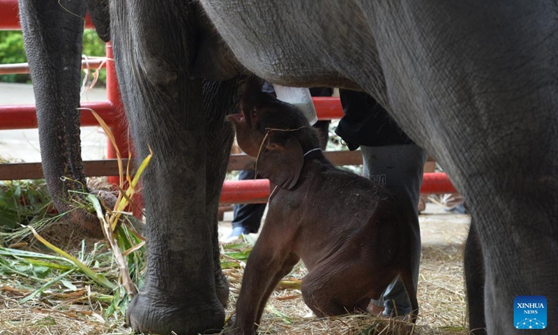 An elephant baby is pictured at Phaniad Luang Elephant Village in Ayutthaya Province, Thailand, June 10, 2024. Pangjamjuri, a 36-year-old female elephant gave birth to twin elephants, one male and one female, here on the evening of June 7. (Photo: Xinhua)