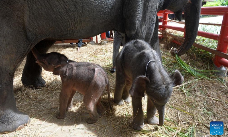 Elephant babies are pictured at Phaniad Luang Elephant Village in Ayutthaya Province, Thailand, June 10, 2024. Pangjamjuri, a 36-year-old female elephant gave birth to twin elephants, one male and one female, here on the evening of June 7. (Photo: Xinhua)