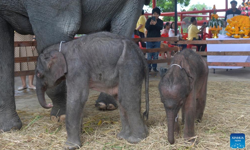 Elephant babies are pictured at Phaniad Luang Elephant Village in Ayutthaya Province, Thailand, June 10, 2024. Pangjamjuri, a 36-year-old female elephant gave birth to twin elephants, one male and one female, here on the evening of June 7. (Photo: Xinhua)